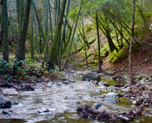 upstream with ferns