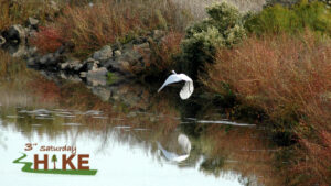 Photo of egret flying over the wetlands with the 3rd Saturday Hike logo.