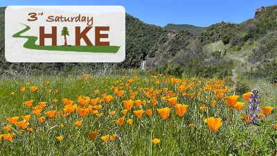 Poppies in the foreground with ZimZim falls int he background and the 3rd Saturday Hike logo