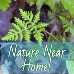 Fern photo with Nature Near Home Text