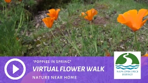 Virtual Flower Walk - Poppies in Spring