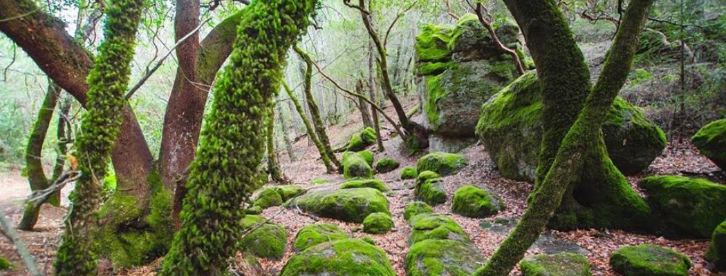 Mossy rocks in the PUC Forest